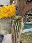 Preview: Trichocereus Hybrid gelb
